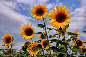 Lüleburgaz`da Ayçiçeği Hasat Hazırlıkları Tamamlandı