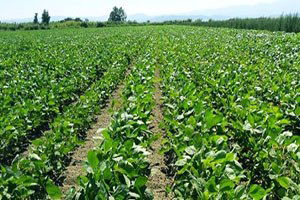 Aydın`da Soya Ekim Alanları Arttı