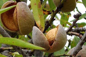 Badem Hasatı Başladı; Üreticiler Rekolteden Memnun