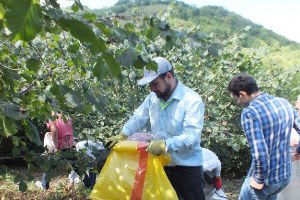 Bafra`da Fındık Hasadı Devem Ediyor