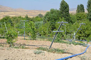 Bağcılıkta damlama ve telli terbiye sistemine rağbet artı