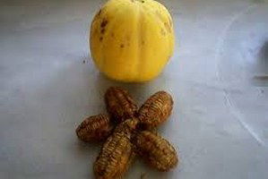 Bağrı Bütün` Kavunu Çiftçiye Umut Oldu