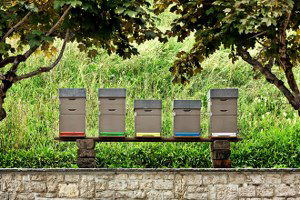 Muratlı`da Bal Ormanı Kurulacak