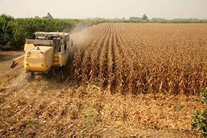 `Beyaz altın`ın yerini `sarı inci` aldı