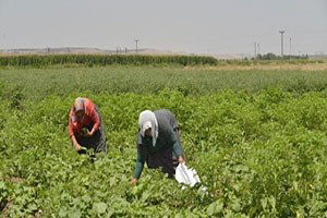 Bismil`deki Bostanda Dayanışmanın Ağları Örülüyor