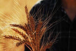 Bitlis`te Tarımsal Desteklenmeler