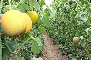 Üretici `Bıyıklı Kavunu`nu Marka Yapmak İstiyor