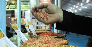 Avrupalı Çiftçiye Türk Tohumu Ektiriyor