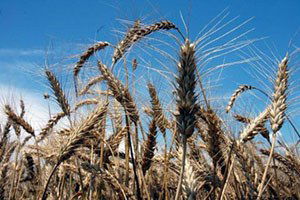 Buğday fiyatı gübre ve mazota yenildi