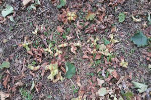 Çarşambalı Üreticiler, 3 Bin Ton Organik Fındık Bekliyor