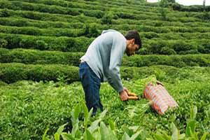 ÇAYKUR ödemeleri ay sonuna kadar tamamlayacak