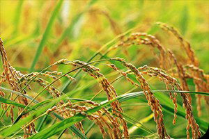 İpsala`daki Çeltik Üretimi