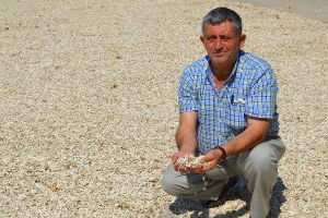 Çerezlik Ayçiçeğinde Hasat Umutlu Başladı