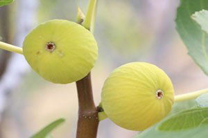 Çiftçi İncirde Koruma İstiyor