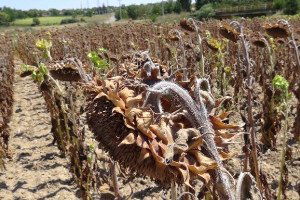 Çiftçi Yağmur Bekliyor