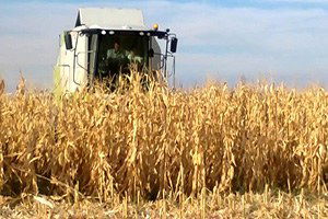 Çukurova`da Mısır Hasadı Başladı