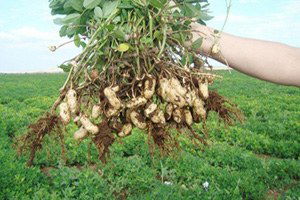 Çukurova`da Yer Fıstığı Hasadı Başladı