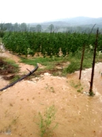 Yaz Yağmuru Tarım Arazilerini Vurdu