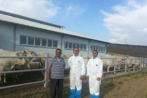 Dap Projesinden Destekli Etçi Şarole Irkı Büyükbaş Hayvanlar Geldi