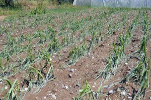 Denizli`de şiddetli yağış