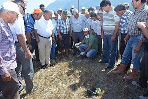 Denizli`de Tarla Faresi İle Mücadele Ediliyor