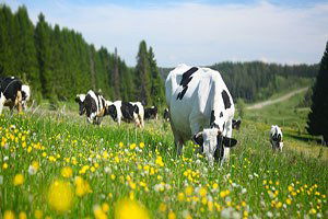 Hayvancılık destekleri 3 yıllık belirlensin
