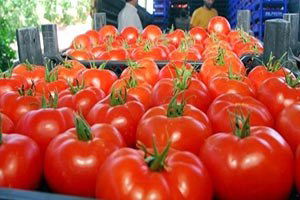 Devletten Domatese Müdahale