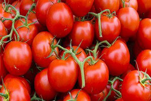 Domates üreticisi düşük fiyattan şikayetçi