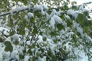 Çiftçinin Don Ödemelerine Borç Nedeniyle El Koyuyorlar