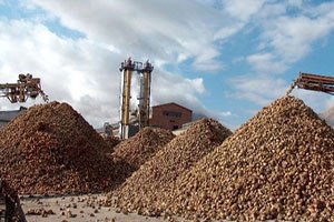 Elbistan`da Şeker Pancarı Kampanya Dönemi 17 Eylül`de Başlıyor