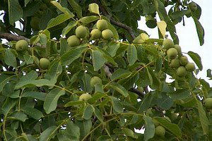 Erdemli`de Ceviz Yetiştiriciliği