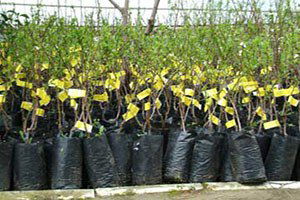 Erdemli`de Sertifikalı Fidan Satışına Başlandı