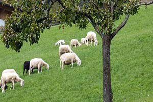 `Kırmızı ette çözüm ithalat değil, küçükbaş tüketiminden geçer`