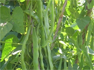 Kayseri Fasulyede Marka Olacak