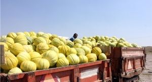 Çorum`da Kavun Hasadı Başladı