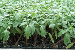 Kumluca`da Örtü Altı Sebze Üretimi İçin Fide Üretimi Başladı