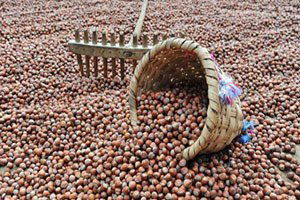 Türkiye`nin Fındık İhracatı