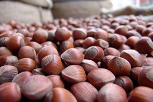 Salıpazarı`na Fındık Kurutma Tesisi Kuruluyor