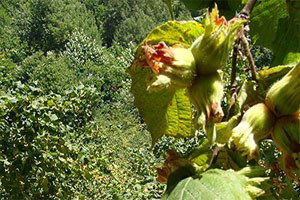 Fındık Üreticisine Pazar ve Emanet Çağrısı