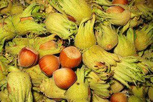 Düzce`de Hasata Başlayan Çiftçinin Fındıkları Çalındı