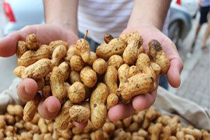 Firik Yer Fıstığı, Tezgahlarda Yerini Aldı