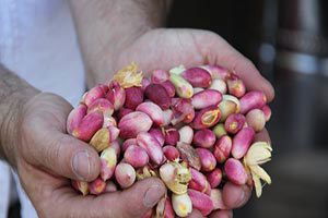 Fıstıkta Fıstık Gibi Sezon