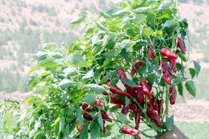 Gaziantep`te Kansorejen Etkisi Olmayan Biber Üretildi