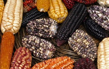 ABD`den GDO`lu Ürünlere Yasak