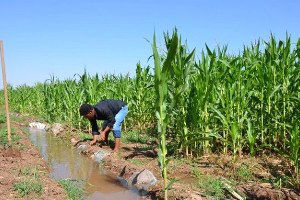 Gece Sulaması ile Daha Az Su, Daha Fazla Verim