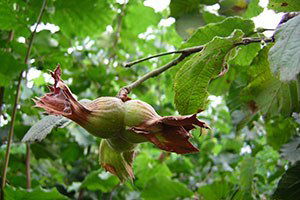 Giresun`da Fındık Fiyatı Sezona 12 Liradan Başladı