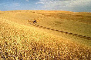 Hasatta Dane Kaybı, Milli Ekonomiye Zarar Veriyor