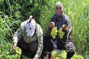 Hassa`da Üzüm Hasadı