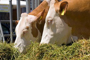 Balıkesir Hayvansal Yem Üretiminde Lider