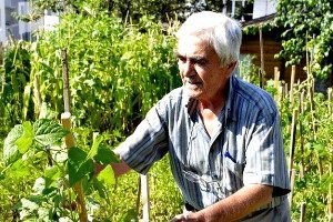 Hobi Bahçelerinde Hasat Dönemi